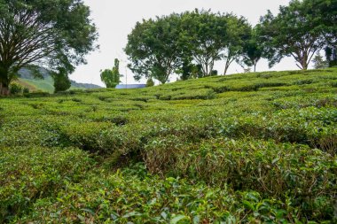 Cameron Highlands, Malezya 'daki çay tarlası manzarası. Yeşil çay bahçesi sıradağları. Ekolojik çay bahçesi. Assam çay bahçesi. Hasattan önce çay. Çay tarlası terası ve dokusu