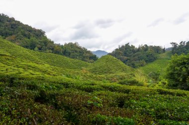 Cameron Highlands, Malezya 'daki çay tarlası manzarası. Yeşil çay bahçesi sıradağları. Ekolojik çay bahçesi. Assam çay bahçesi. Hasattan önce çay. Çay tarlası terası ve dokusu