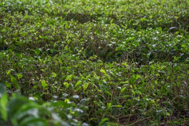Çay tarlası arka planında taze çay yaprakları. Yeşil çay bahçesi. Çayı kapat. Tarladaki Yaprak.