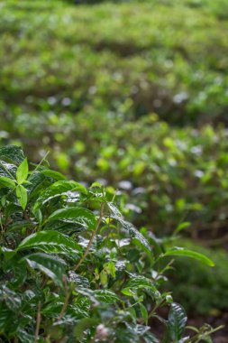 Çay tarlası arka planında taze çay yaprakları. Yeşil çay bahçesi. Çayı kapat. Tarladaki Yaprak.