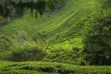 Cameron Highlands, Malezya 'daki çay tarlası manzarası. Yeşil çay bahçesi sıradağları. Ekolojik çay bahçesi. Assam çay bahçesi. Hasattan önce çay. Çay tarlası terası ve dokusu