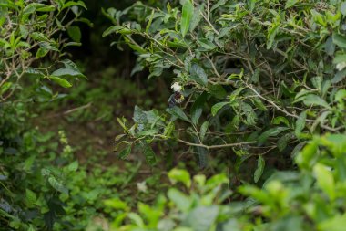 Delias henningia kelebeği veya Malezebel Cameron Highlands, Malezya 'da yeşil çay çiçeği üzerinde. Yakın plan kelebek tozlaştırıcı çiçek (Kırmızı-göğüs Jezebel)