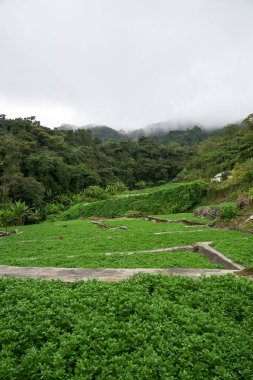 Landscape of watercress plantation, terraced vegetable fields. Farming on forest mountain. Agriculture farm and rural village on hillside. Cameron highlands, Malaysia.