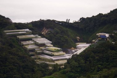 Fırtınadan sonra yemyeşil bir yağmur ormanının üzerinde sarkan sis, bulut ve sisin havadan görünüşü. Sera ve sisli dağ sıraları. Yağmur ormanlarındaki gölgelikte sabah sisi
