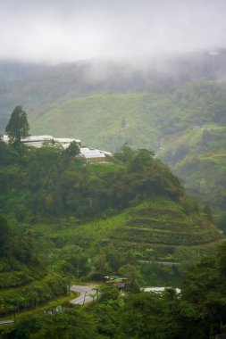 Fırtınadan sonra yemyeşil bir yağmur ormanının üzerinde sarkan sis, bulut ve sisin havadan görünüşü. Sera ve sisli dağ sıraları. Yağmur ormanlarındaki gölgelikte sabah sisi