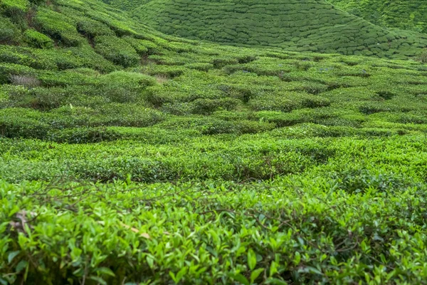 Tea plantation landscape in Cameron highlands, Malaysia. Green Tea garden mountain range. Ecological tea garden. Assam tea garden. Tea before harvest. Tea plantation terrace and texture