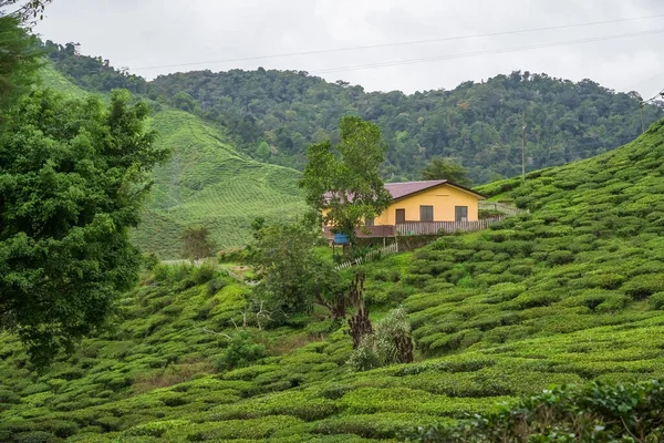 House on tea plantation mountain. Cottage on the green tea garden. Landscape view agriculture farm and rural village. Tranquil village on hillside