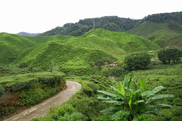 Tea plantation field on Cameron Highland, Pahang, Malaysia. Village house and waterfall river surrounded by tea plantation mountain range. Country road on tea plantations. Footpath through green tea garden.