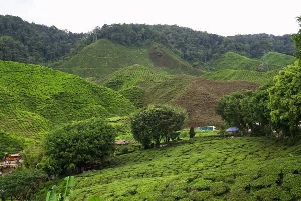 Tea plantation landscape in Cameron highlands, Malaysia. Green Tea mountain range. Rural village and trees on tea garden. Assam tea garden. Tea plantation terrace and texture