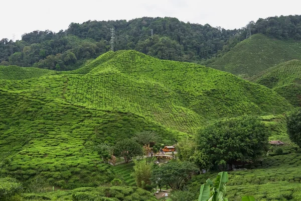 Tea plantations fields on Cameron Highland, Pahang, Malaysia. Green tea garden and house landscape. Tourist traveling at tea plantations