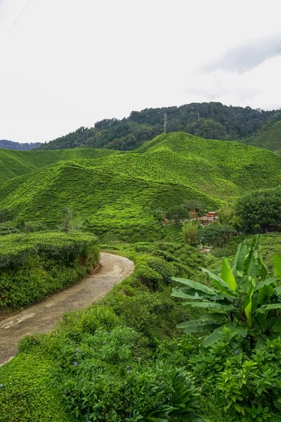 Tea plantation field on Cameron Highland, Pahang, Malaysia. Village house and waterfall river surrounded by tea plantation mountain range. Country road on tea plantations. Footpath through green tea garden.