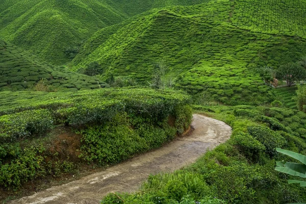 Поле Чайной Плантации Кэмерон Хайленд Паханг Малайзия Деревенская Дорога Асам — стоковое фото