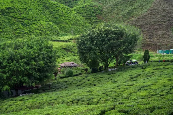 Tea plantation landscape in Cameron highlands, Malaysia. Traveler in the tourist car in green tea mountain range. Rural village and trees on tea garden. Assam tea garden. Tea plantation texture