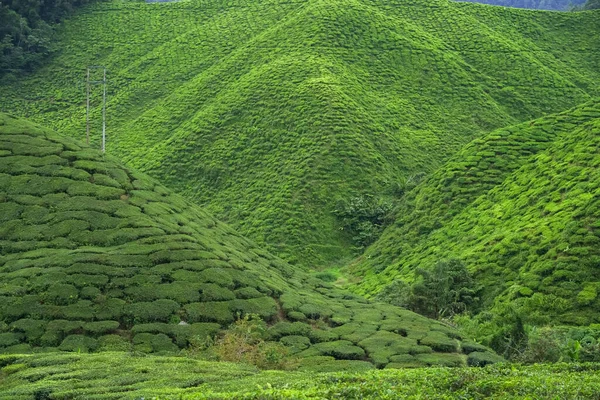 Tea plantation landscape in Cameron highlands, Malaysia. Green Tea garden mountain range. Ecological tea garden. Assam tea garden. Tea before harvest. Tea plantation terrace and texture