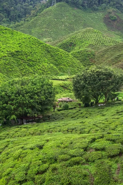 Ландшафт Чайной Плантации Высокогорье Кэмерон Малайзия Зеленый Чай Горный Хребет — стоковое фото