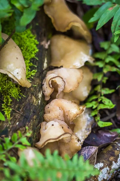 Fungus Decaying Wood Fungus Tree Bracket Fungus Tree Bark Lamellar — Stock Photo, Image