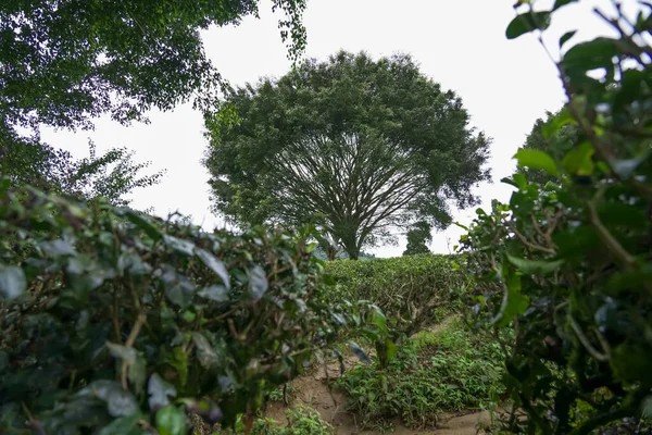 Árvore Grande Frente Plantação Chá Árvore Gigante Planta Chá Verde — Fotografia de Stock