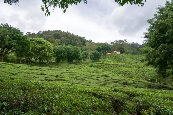茶畑の山の家 緑の茶園のコテージ 景観農業農場や農村を表示します 丘の中腹にある静かなリゾート — ストック写真