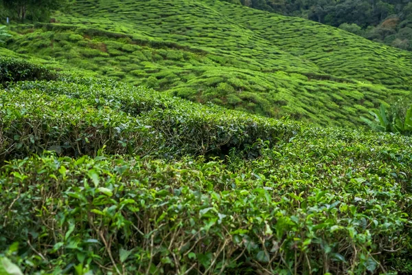 Świeże Liście Herbaty Tle Plantacji Herbaty Ogród Zielonej Herbaty Zbliżenie — Zdjęcie stockowe