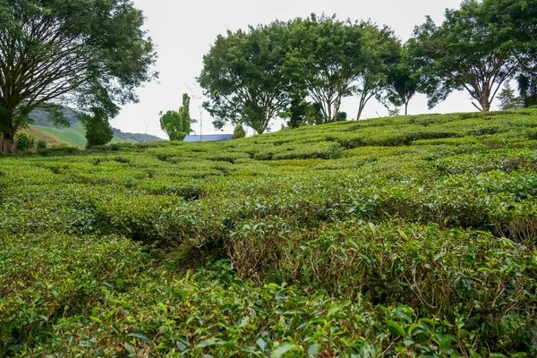 Theeplantage Landschap Cameron Hooglanden Maleisië Groene Thee Tuin Bergketen Ecologische — Stockfoto