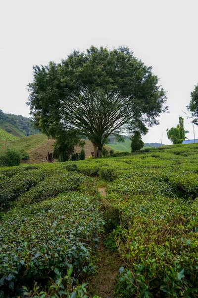 茶园前的一棵大树 巨大的树和绿茶植物和土路 泥路小径穿过绿茶园 — 图库照片