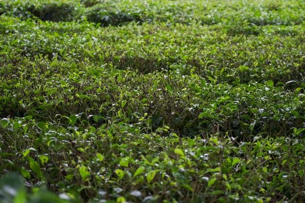 Свіже Листя Чаю Фоні Плантації Чаю Зелений Чайний Сад Крупним — стокове фото
