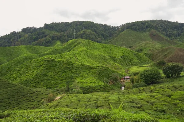 Φυτείες Τσαγιού Cameron Highland Pahang Μαλαισία Πράσινο Κήπο Τσάι Και — Φωτογραφία Αρχείου