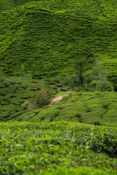 Tea plantation field on Cameron Highland, Pahang, Malaysia. Country road on assam tea garden. Footpath through green tea garden. Tea plantation texture