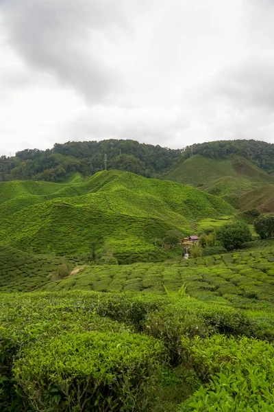 Вирощування Чайних Плантацій Горі Камерон Паханг Малайзія Зелений Сад Чаю — стокове фото