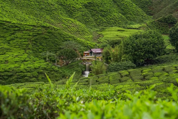 Φυτείες Τσαγιού Cameron Highland Pahang Μαλαισία Πράσινο Κήπο Τσάι Και — Φωτογραφία Αρχείου