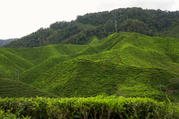 Ландшафт Чайной Плантации Высокогорье Кэмерон Малайзия Зеленый Чай Сад Горный — стоковое фото