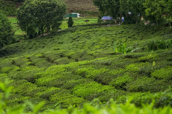 马来西亚卡梅隆高地的茶园景观 绿茶山脉 乡村和茶园上的树木 阿萨姆茶园茶园平台和质感 — 图库照片