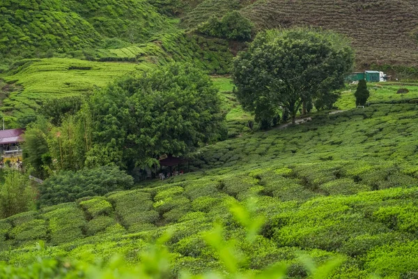 Ландшафт Чайной Плантации Высокогорье Кэмерон Малайзия Зеленый Чай Горный Хребет — стоковое фото