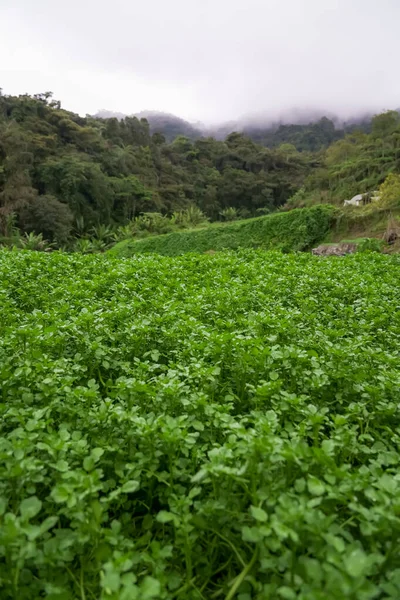 水草のプランテーション 段々畑の風景 森の山での農業 丘の中腹に農業農場 マレーシアのキャメロン高地 — ストック写真