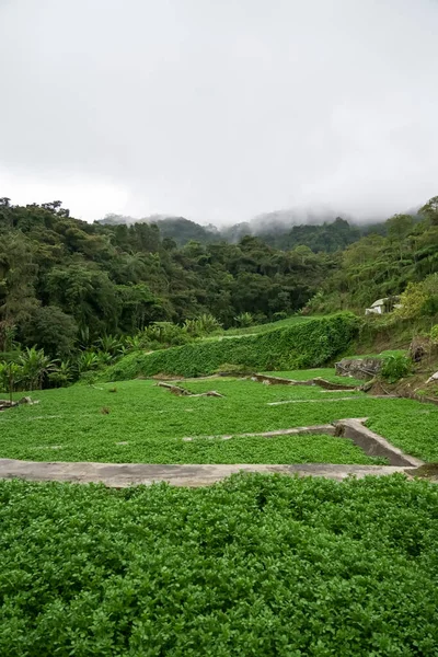水草のプランテーション 段々畑の風景 森の山での農業 丘の中腹に農業農場や農村 マレーシアのキャメロン高地 — ストック写真