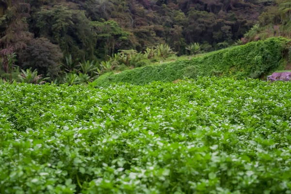水草のプランテーション 段々畑の風景 森の山での農業 丘の中腹に農業農場 マレーシアのキャメロン高地 — ストック写真