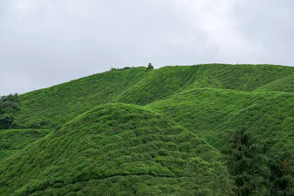 Teplantagelandskap Cameron Highlands Malaysia Grönt Trädgård Bergskedja Ekologisk Teträdgård Assam — Stockfoto