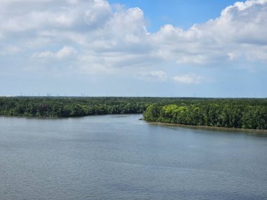 Mangrov ormanı nehri ve mavi gökyüzü ile manzara