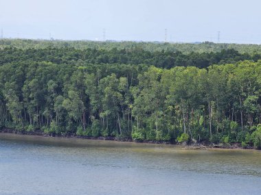 Mangrov ormanı nehri ve mavi gökyüzü ile manzara