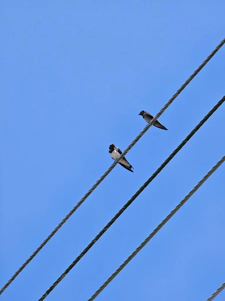 Avales Sur Fil Électrique Oiseaux Assis Sur Poteau Électrique Avec — Photo