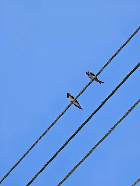 Engole Fio Elétrico Pássaros Sentados Poste Eletricidade Com Fundo Azul — Fotografia de Stock