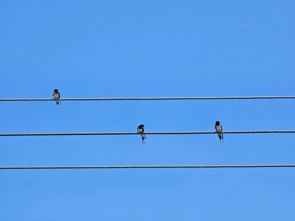 Schwalben Auf Dem Stromkabel Vögel Sitzen Auf Strommasten Mit Blauem — Stockfoto