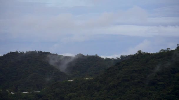 떠다니는 안개가 우림의 캐노피 에서의 라포스 — 비디오