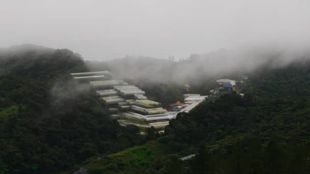 Nube Flotando Sobre Una Granja Plantaciones Montaña Niebla Brumosa Que — Vídeos de Stock
