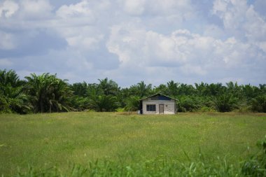 Ormandaki çimlerin üzerinde küçük bir ev. Yeşil bir tarlada yalnız bir ev. Palmiye ağaçlarıyla çevrili terk edilmiş bir kulübe. Küçük kulübe ve palmiye tarlasının kırsal manzarası