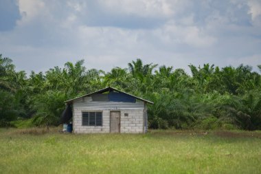 Ormandaki çimlerin üzerinde küçük bir ev. Yeşil bir tarlada yalnız bir ev. Palmiye ağaçlarıyla çevrili terk edilmiş bir kulübe. Küçük kulübe ve palmiye tarlasının kırsal manzarası