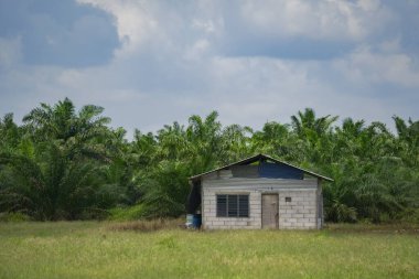Ormandaki çimlerin üzerinde küçük bir ev. Yeşil bir tarlada yalnız bir ev. Palmiye ağaçlarıyla çevrili terk edilmiş bir kulübe. Küçük kulübe ve palmiye tarlasının kırsal manzarası