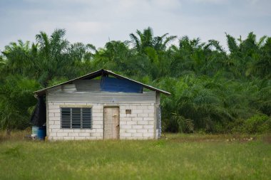 Ormandaki çimlerin üzerinde küçük bir ev. Yeşil bir tarlada yalnız bir ev. Palmiye ağaçlarıyla çevrili terk edilmiş bir kulübe. Küçük kulübe ve palmiye tarlasının kırsal manzarası