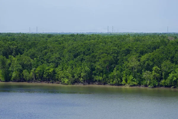 Mangrove Estuaire Rivière Malaisie Forêt Mangroves Eaux Peu Profondes Dans — Photo