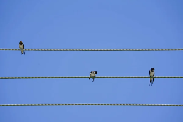Scheunenschwalben Auf Draht Vor Blauem Himmel Drahtschwanzschwalben Hocken Auf Kabeln — Stockfoto